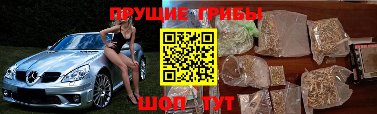 Кудрово  наркота  Вход с VPN  Псилоцибиновые грибы мухоморы 